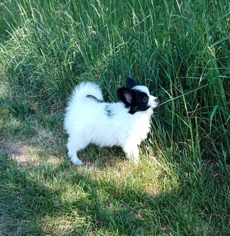 Papillon s PP - 2