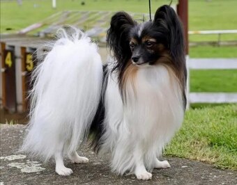 Papillon s PP - 2