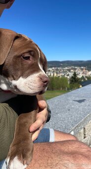 American Bully XL - 2