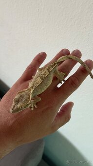 Pagekon řasnatý (Correlophus ciliatus) 100% HET AXANTHIC - 2
