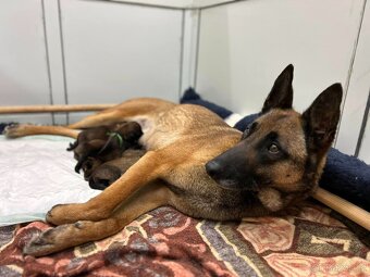 Štěňata Belgický ovčák malinois s PP - pracovní spojení - 2