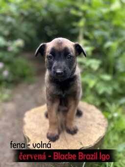 Štěňata Belgický ovčák malinois s PP - pracovní spojení - 2