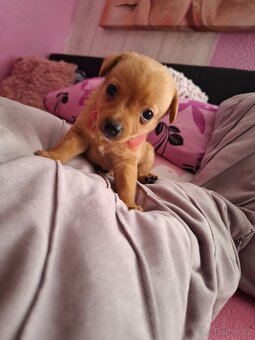 Stěně Pinč X Jack Russell - 2