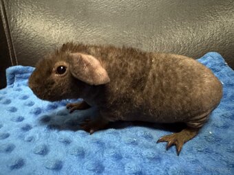 Skinny morče , drátěnka - 2