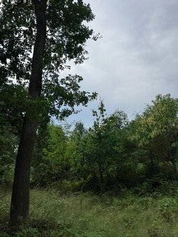 Prodej lesních pozemků v k.ú. Kočín - 2