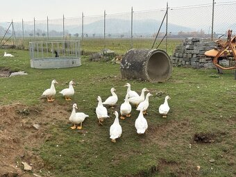 Kachna pižmová - 2