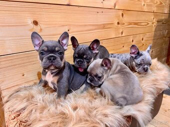 Francouzsky buldoček - 2