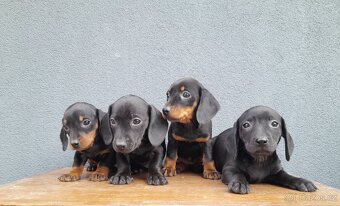 Jezevčík trpasličí - 2