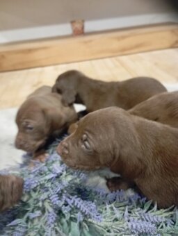 Štěnata Německý ohař - 2