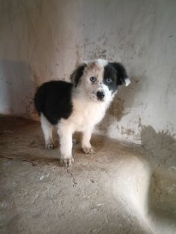 BORDER KOLIE - 2