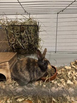 Zakrslí králík - 2