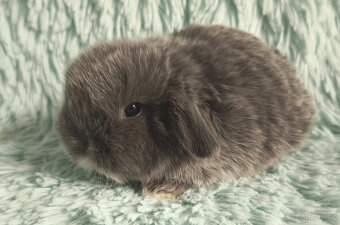 ⭐️ Vánoční ⭐️ Zakrslý beránek 🍀 U3 🍀 - 2