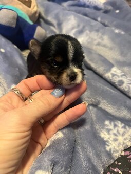 Jorkšírský teriér - 2