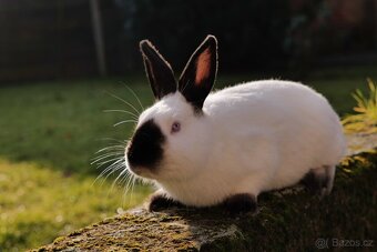 Kalifornský králík – samec - 2