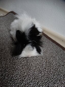 Dlouhosrsté morče, mladý sameček na mazlíka - 2