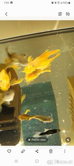 Prodám ancistruse l 144 lemon A obyč hnědé - 2