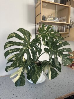 Monstera Thai pokojová květina - 2