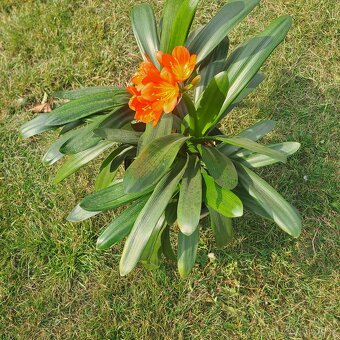 Klívie řemenatka - 2