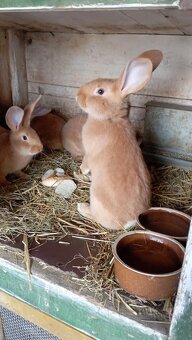 Burgundský králík - 2