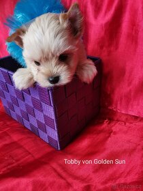 Tobby-malý rošťáček blonďáček - 2