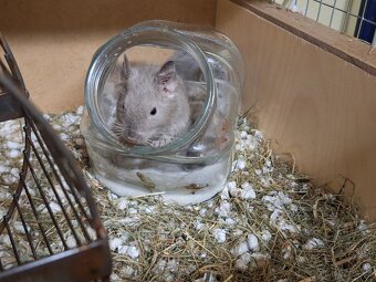 Osmak degu - 2