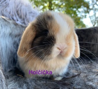 ❤️🌟Minilop mimi Kralicek Beránek - 2