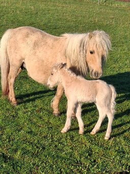 Shetland pony v mini typu- hřebečci - 2