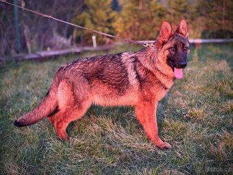 Německý ovčák - 9ti měsíční fenka s PP - 2