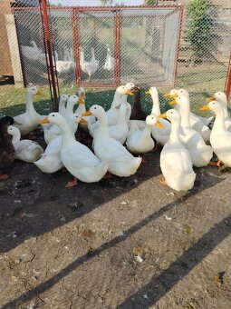 Prodám letošní pekingské kačeny a Německé nosné husy - 2