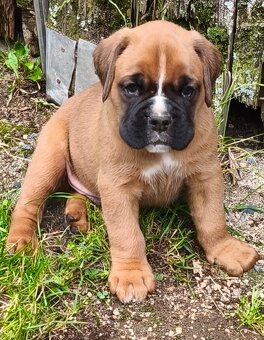 Německý boxer - 2