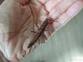 Strašilky Tissamenus sp Palaui - 2