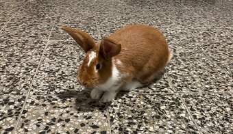 Daruji samičku chovného králíka - 2