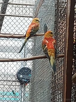 Papoušek zpěvavý - 2