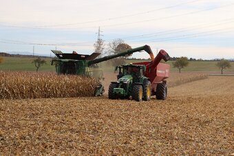 Kukuřice zrno suchá - 2