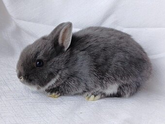 Zakrslí beránci a bílopesíkatí králíčci s rodokmenem - 2