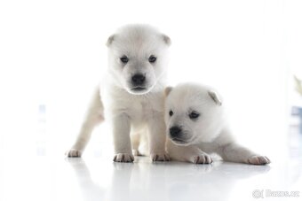 Kishu Inu štěňata s PP FCI - odběr na Vánoce - 2