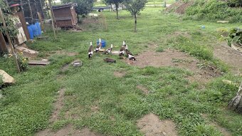 Indický běžec srnčí sedlatý - 2