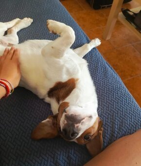 MAX K ADOPCI - AKUTNÍ, JRT, mazel pro zkušené - 2