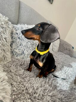 Jezevčík hladkosrstý trpasličí fenka - 2