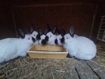 Kalifornský černý - čistokrevné samice i samci - 2