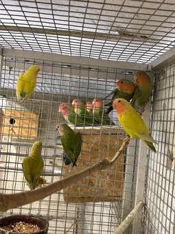 Agapornis růžohrdlý - 2