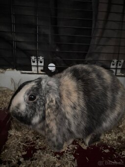 Daruji Králíčka - 2