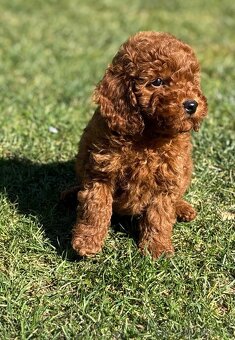 Pudl, pudel toy/ trpaslici - 2