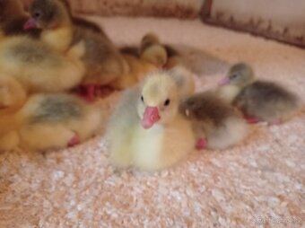 Brojlerová kuřata - 2