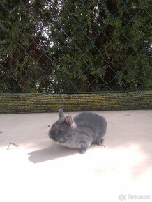 Králíčata zakrslých králíků - 2