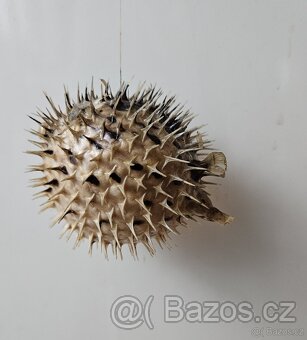 RYBA FUGU - 2