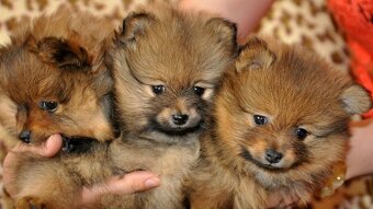 pomeranian pomerian Boo - 2