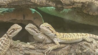 Agama vousatá - 2