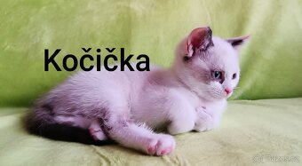 Britská kočička bez PP - 2