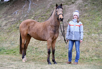 Připouštění hřebecem ČSP Český sportovní pony 141cm plavák - 2